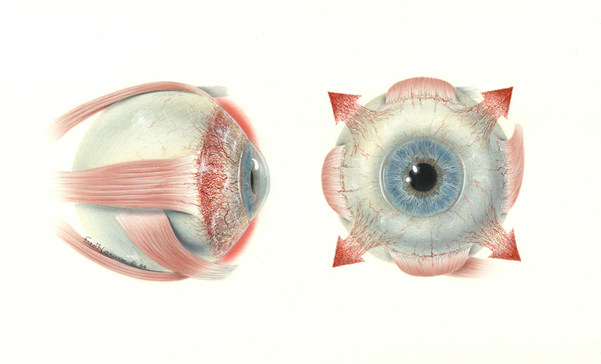 Two illustrations of the eye. Fred Harwin Collection [2022-014].