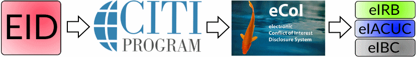 steps for non-OHSU researchers: 1) Get EID#, 2) Affiliate in CITI, 3) Complete CoIR, 4) Register in research system(s)