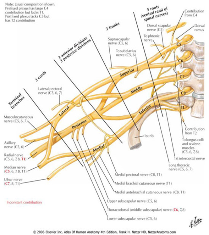 MR Brachial Plexus (Bilateral) WO ENT Protocol | OHSU