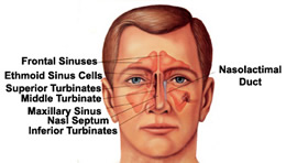 sinus disorders leesburg