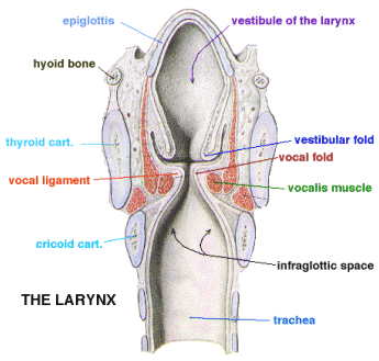 respiratory system vocal cords