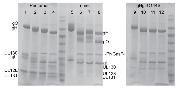 Supplemental Figure 1: Deglycosylation of gH/gL protein complexes. Image is labeled in three sections, side by side: Pentamer, Trimer and gHgLC144S.