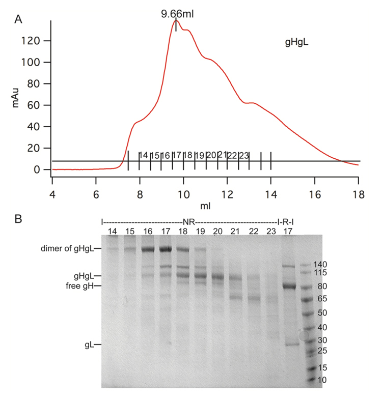 Supplemental Figure two includes a line graph labeled "A" and an image labeled "B."