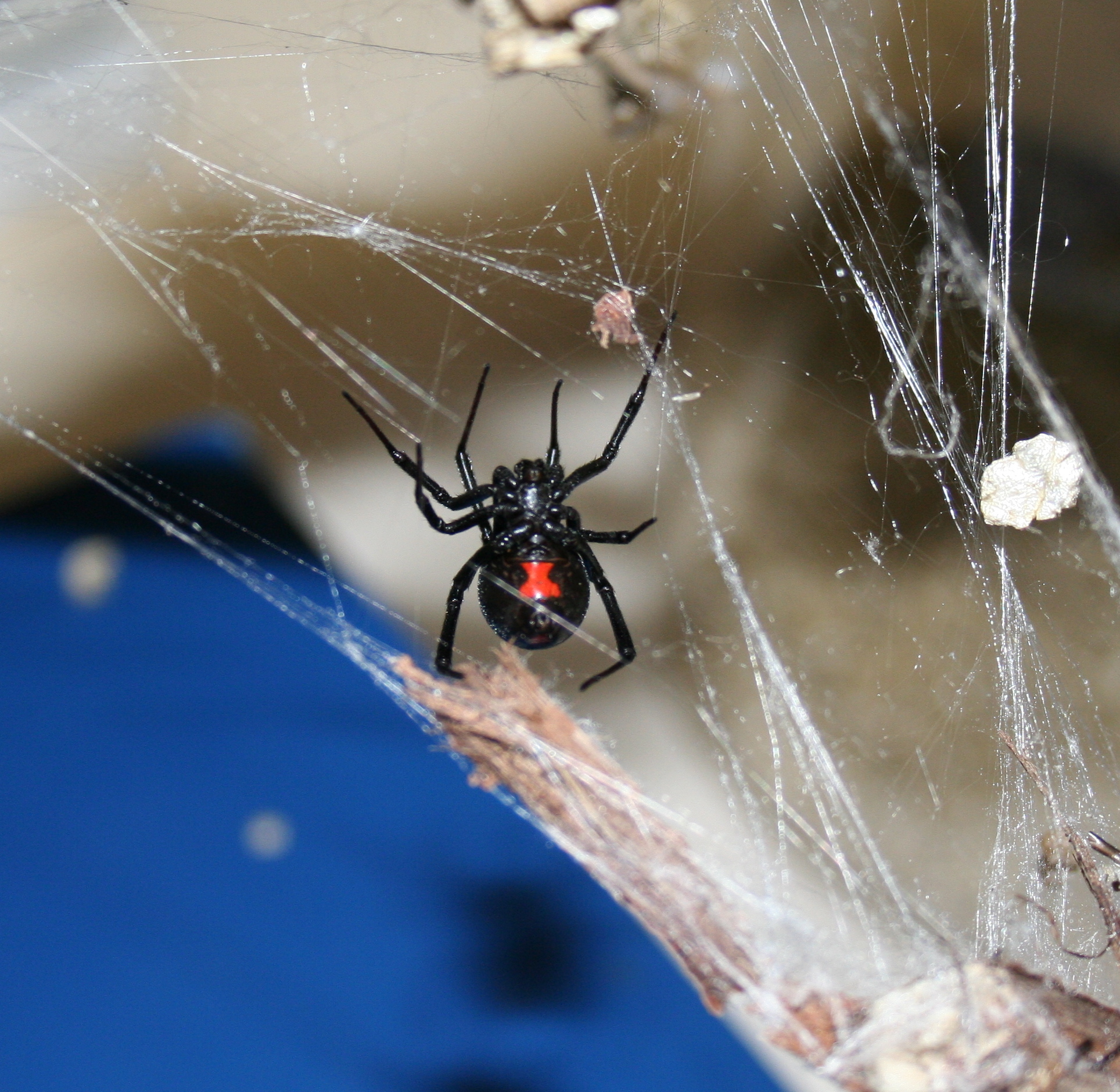 black widow spider bite first day