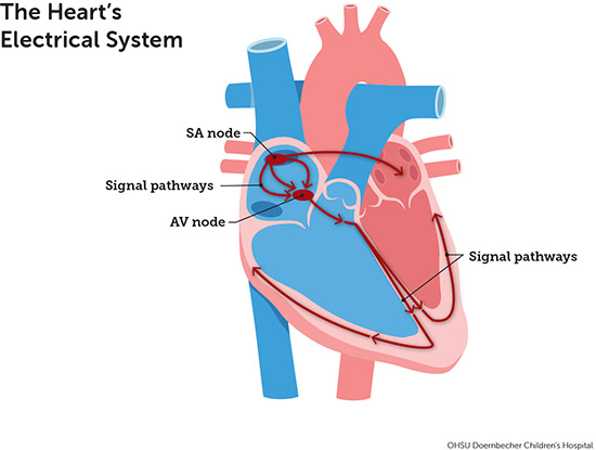 heart rhythm chart