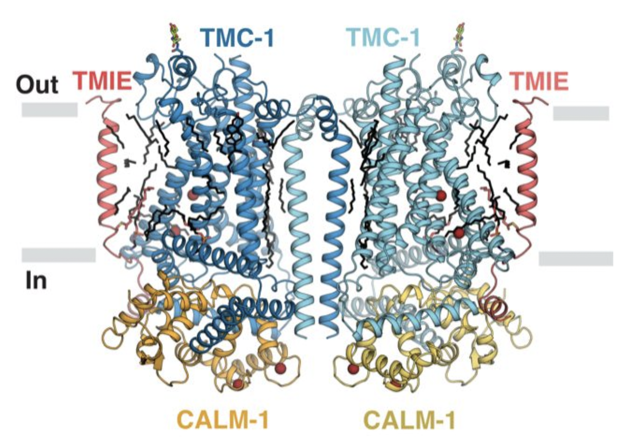 In a discovery published today in the journal Nature, OHSU scientists used advanced imaging to reveal the molecular machinery that allows the inner ear to convert vibrations into the sensation of sound.