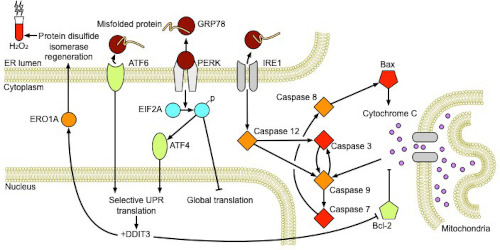 A diagram showing cellular components of the endoplasmic reticulum stress response and apoptotic pathways. 