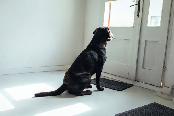 lab sitting and waiting by door in white room.