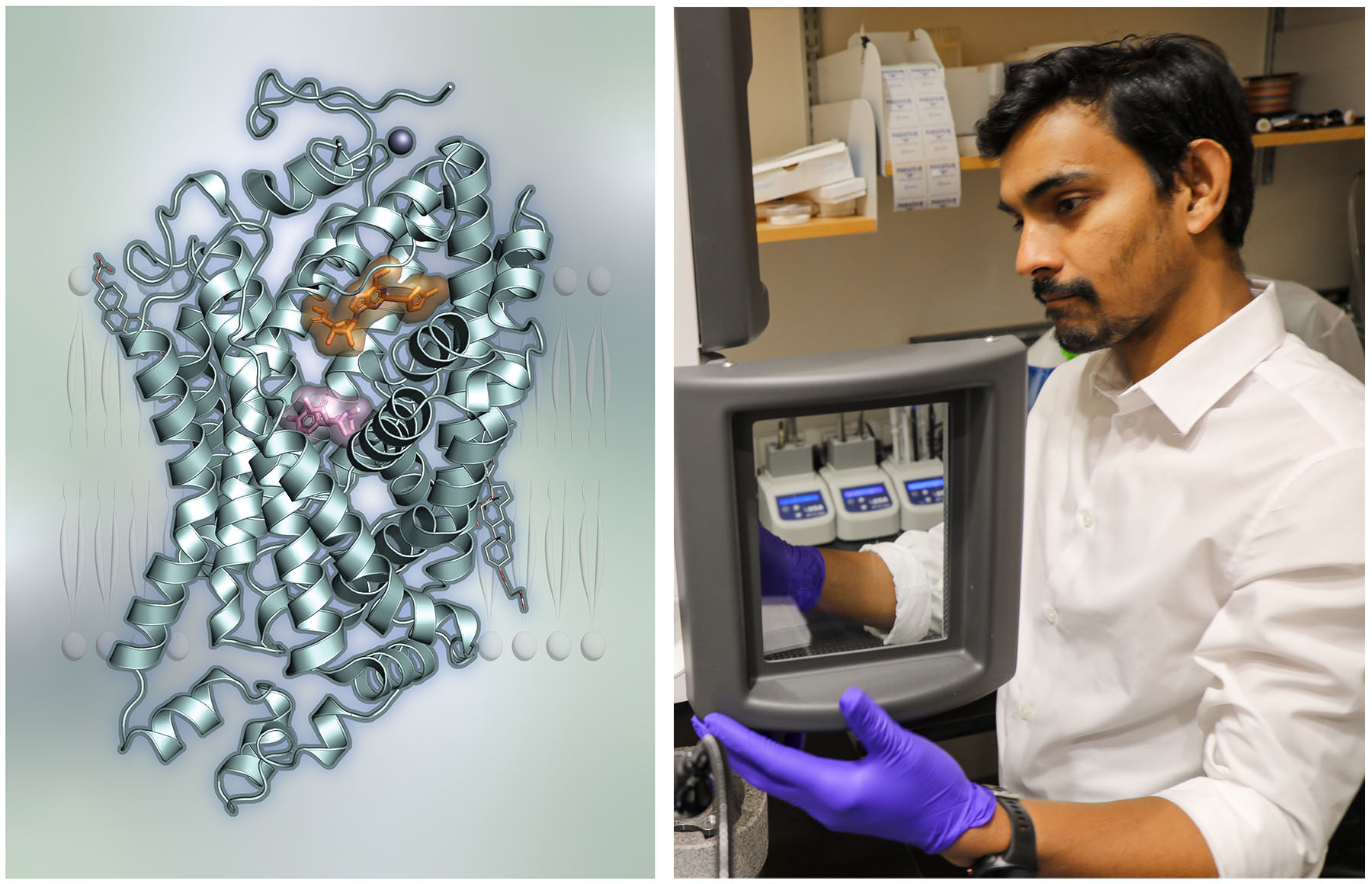 Left: Structure of the human dopamine transporter reveals the mechanism of its inhibition, Right: Dr. Dushyant Srivastava