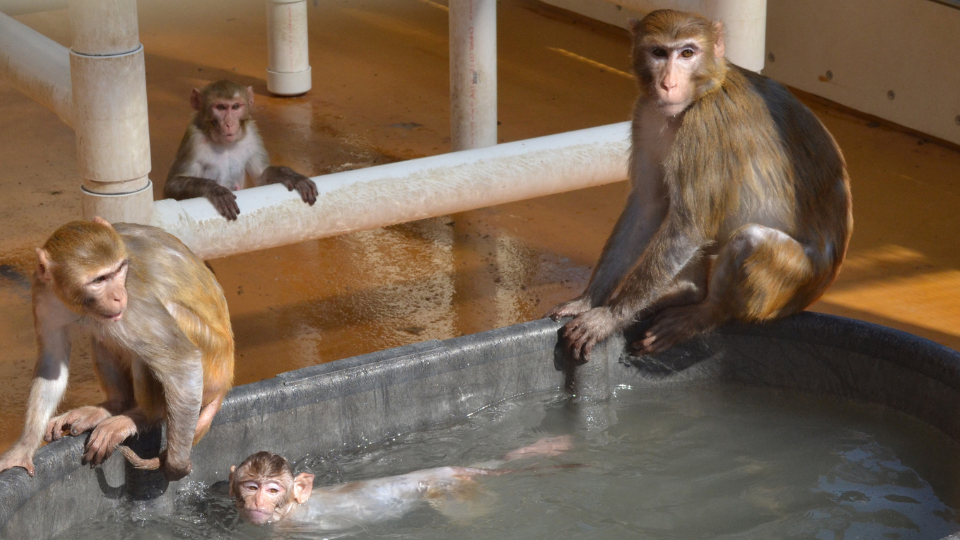 Rhesus macaques at pool