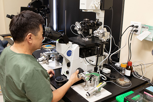 Dr. Shoukhrat Mitalipov looks through a microscope at a laboratory at OHSU.