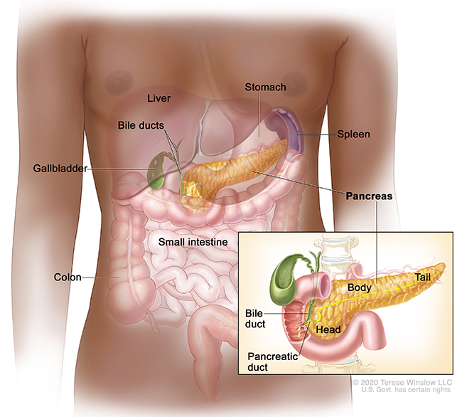 A drawing shows the pancreas, stomach, spleen, liver, bile ducts, gallbladder, small intestine and colon. An inset shows the head, body and tail of the pancreas.