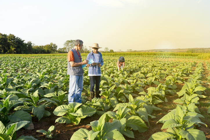 Farmers working in field.