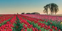 Field of rows of red tulips